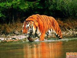 候堪虎照片,镜头下的光影传奇